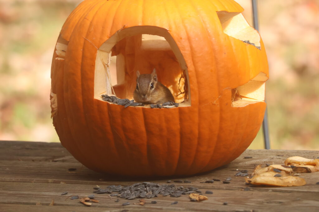 Chipmunk with seeds in pumpkin